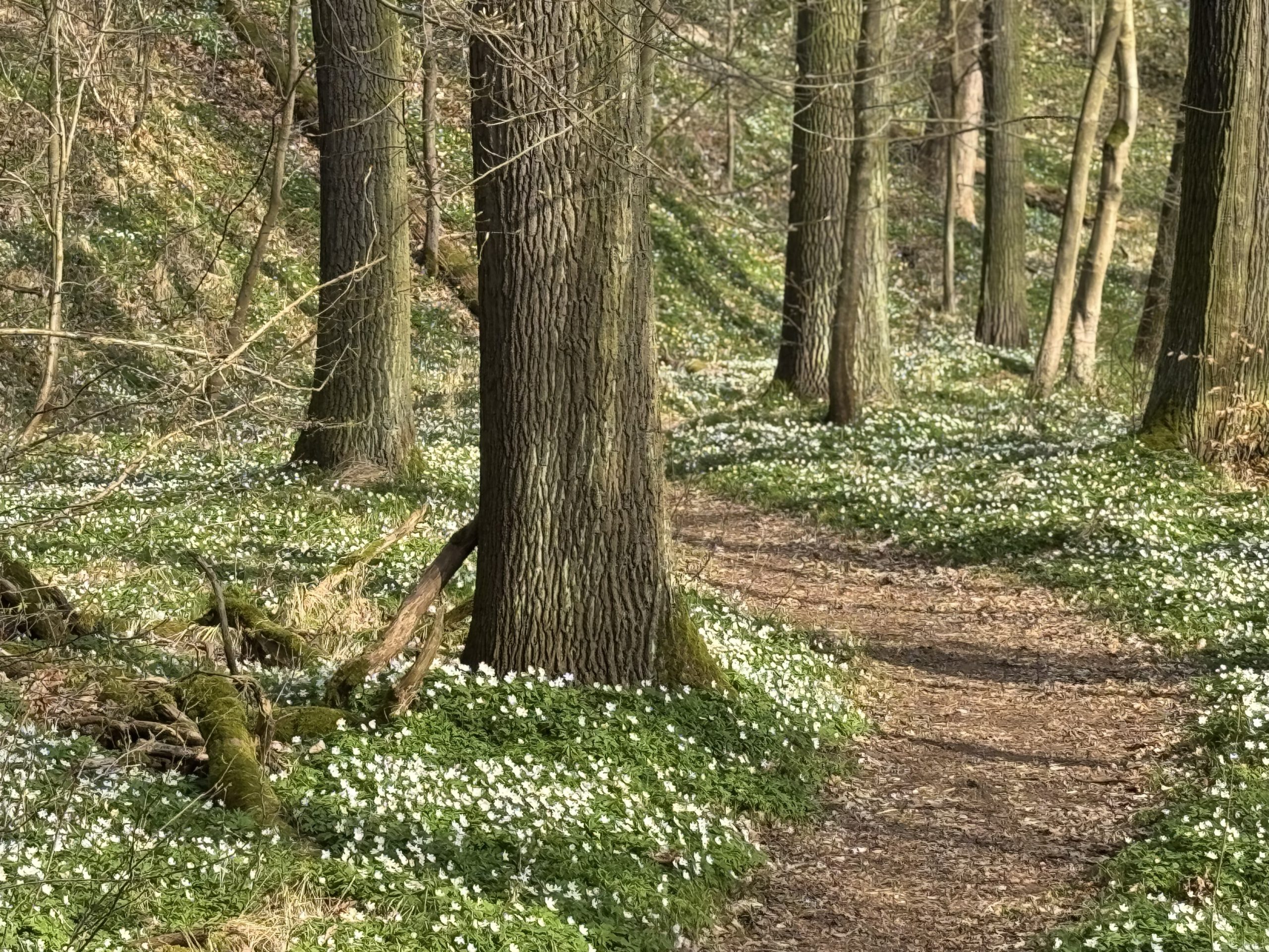 Frühling
